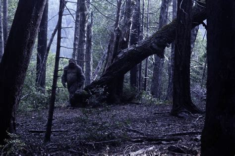 Bigfoot Allegedly Spotted In Northern California