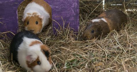 Neutering Your Guinea Pig What You Need To Know Woodgreen Pets Charity