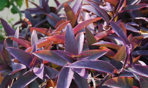 21 Best Purple Perennial Flowers For Your Garden
