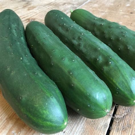 Cucumber Marketmore Organic Vital Seeds