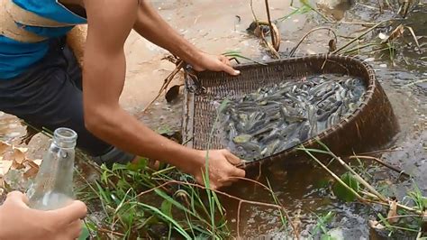 Catching Fish By Using Cambodian Traditional Fishing Tools Khmer