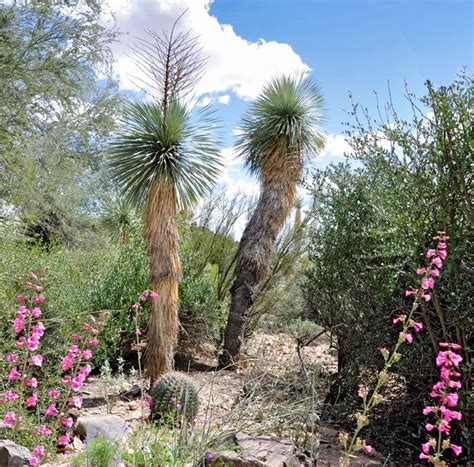 Rv Destination Spring Blooms At The Arizona Sonora Desert