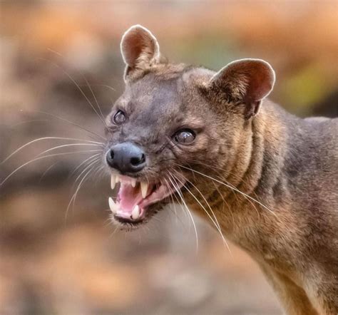An Angry Fossa The Catlike Madagscar Carnivore Which Preys On Lemurs