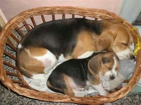 Dulces Sueños Baby Beagle Beagle Puppy Beagle Dog