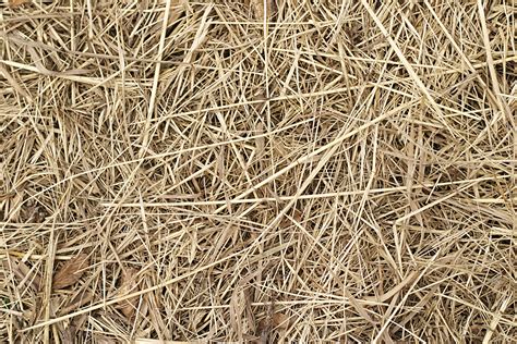 Straw Texture Patterns In Nature Textures Patterns Nature Pattern