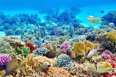 Why Are Coral Reefs Important Worldatlas
