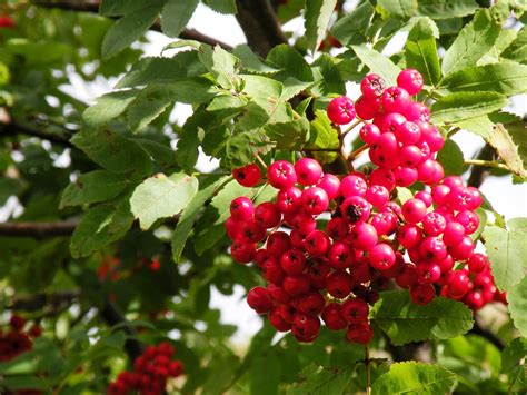 картинки дерево природа фрукты ягода милая цветок Спелый Пища