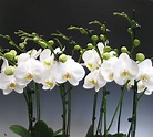 Orchid Plants - White Phalaenopsis | Orchidaceous! Orchid Blog
