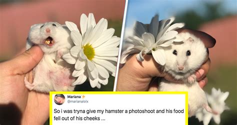 Hamster Staring At Camera Meme 