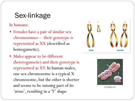 Ppt Blueprint Of Life Topic 12 Sex Linked Genes Powerpoint