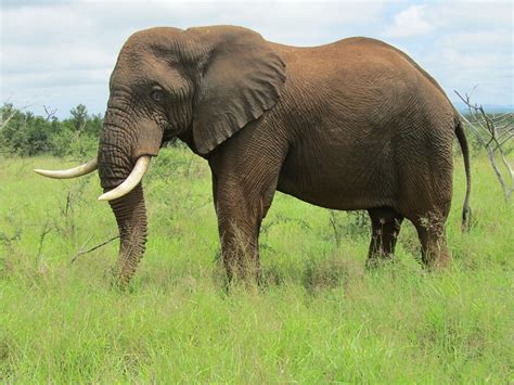 Afrikanisch Elefant Fauna Kostenloses Foto Auf Pixabay Pixabay