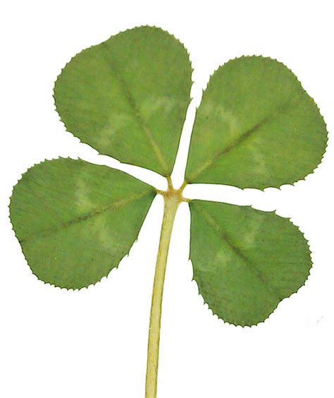 Pack Of 5 Real Four Leaf Clover From White Clover Plant Etsy