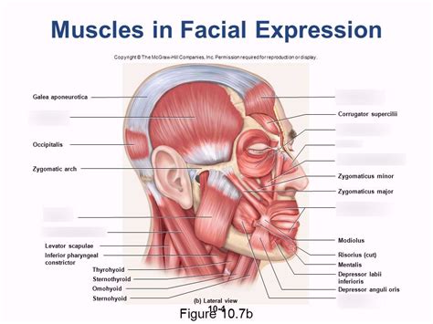 Muscles Of Facial Expression Lateral View Part Diagram Quizlet