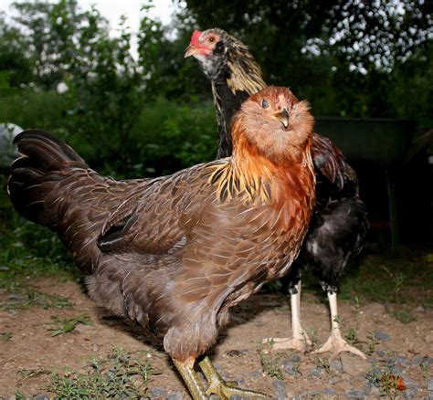 15 Popular Breeds Of Chickens For Raising As A Backyard Flock The