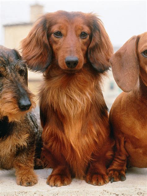 What Is An Ee Red Long Haired Dachshund Sweet Dachshunds