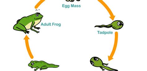 Life Cycle Of A Frog Clipart Best