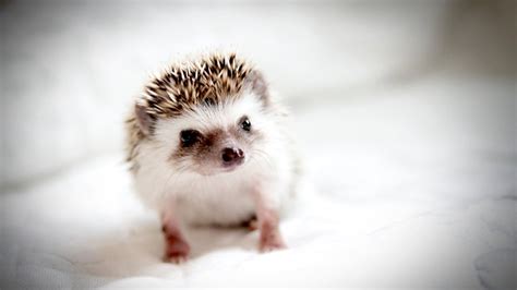 25 Cute Pictures Of Hedgehogs Great Pictures