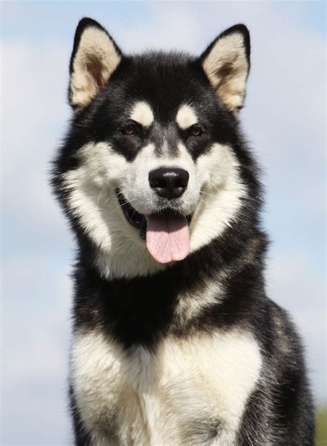 Jul 29, 2020 · the alaskan malamute is a domestic dog breed that originated from alaska and mostly known to be one of the oldest sled dogs. Alaskan Malamute | Hund | Wesen, Erziehung und Eigenschaften