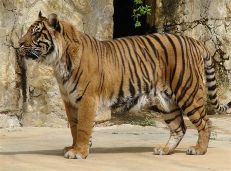 Filepanthera Tigris Sumatrae Sumatran Tiger Close Up Wikimedia