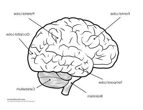 Brain Sketch Simple At Explore Collection Of Brain