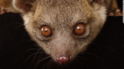 Olinguito The Newest Rare Mammal Species Discovery Cnn