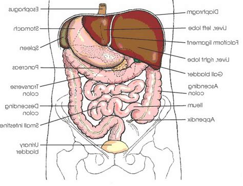 Each organ has a specific role which contributes to the overall wellbeing of the human body. Human Organs Drawing at GetDrawings | Free download