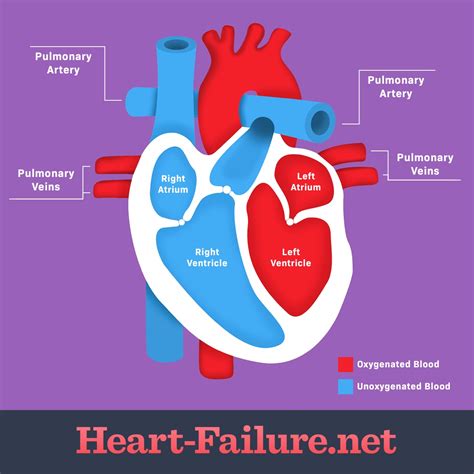 How Does The Heart Work And How Does Heart Failure Develop