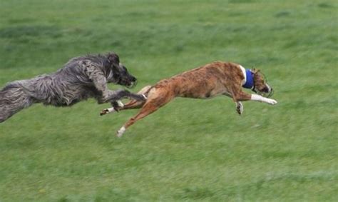 Lurchers Couch Potato Dogs That Can Run Up To 40 Mph Pethelpful