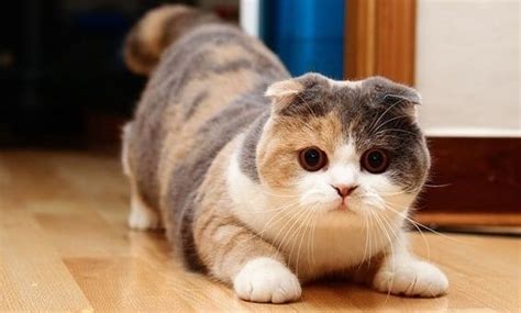 The munchkin cat or sausage cat is a newer breed of cat characterized by its very short legs, which are caused by a natural genetic mutation. Scottish Fold Munchkins - Traits, Size and Lifespan - Scottish Fold Cats and Kittens - Cat Breed ...