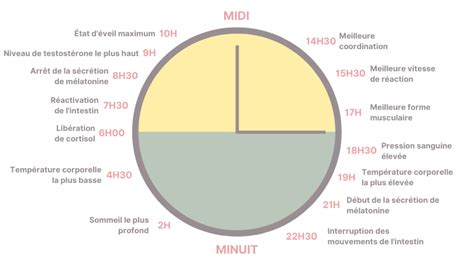 Comment Votre Rythme Circadien Influence Votre Vie Lorga De Milena