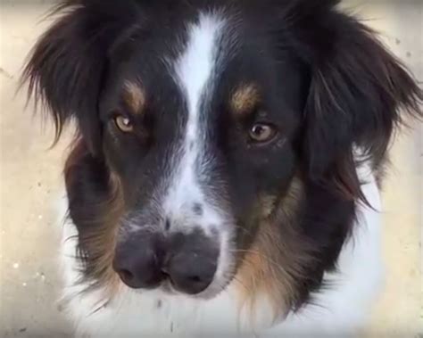 Toby The Dog This Two Nosed Pup Is So Adorable Video Enstarz