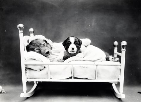Puppy Bedtime Vintage Photo Free Stock Photo Public Domain Pictures