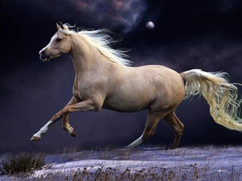 Horse Mane Running Wallpaper Hd Animals 4k Wallpapers Images
