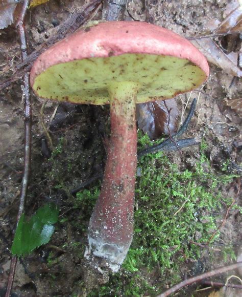 Maryland Biodiversity Project Two Colored Bolete Baorangia Bicolor