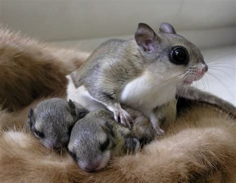 These Flying Squirrel Babies Are Three Weeks Old And Their