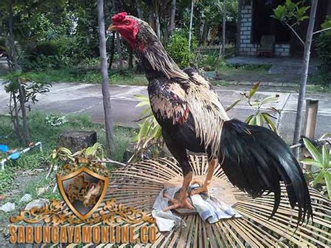 Check spelling or type a new query. Warna Ayam Pamangon Wido Yang Bagus : Warna Ayam Pamangon ...