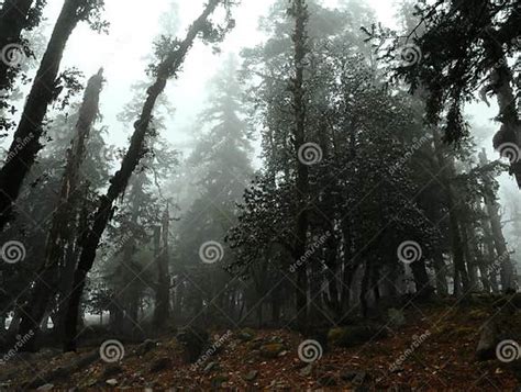 Damp Forest Stock Photo Image Of Fern Misty Coniferous 53429660