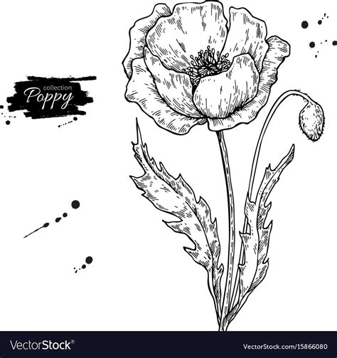 Poppy Flower Vector Drawing Set Isolated Wild Plant And Leaves In