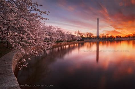 2012 100th Anniversary Cherry Blossom Festival Dc And Fotodc Contest