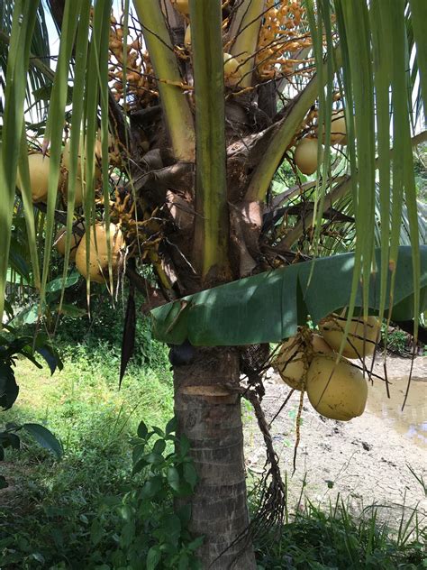 Our Ancestors Are Clever Coconuts Beyond Coconut Milk Suria Helang Lui