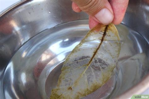 How To Make Skeleton Leaves Leaf Skeleton Leaf Crafts Paper Bowls