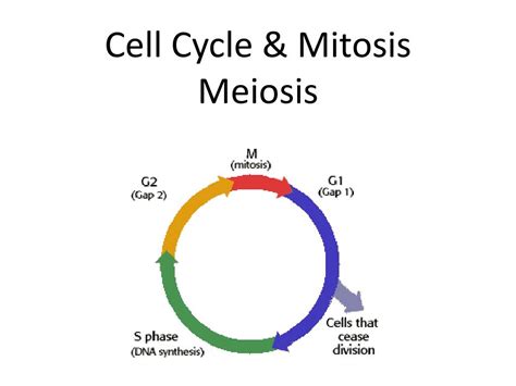 Ppt Cell Cycle Mitosis And Meiosis Powerpoint SexiezPix Web Porn