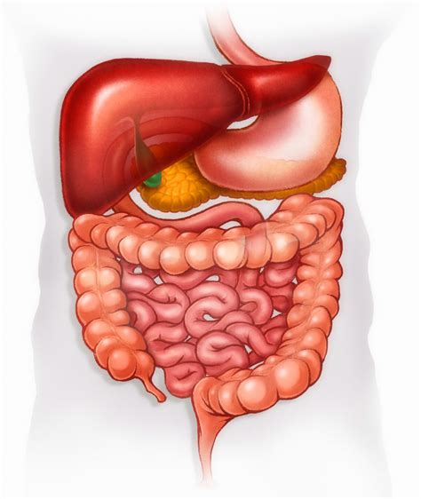 Top 170 Imagenes Del Sistema Digestivo Y Sus Organos Smartindustrymx