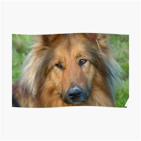 Dreaming Of My Wee Lassie Cross Mix Collie Dog Nz Poster By