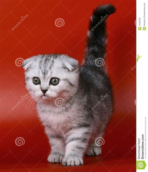 Scottish Fold Kitten Stock Image Image Of Pedigree 12438789