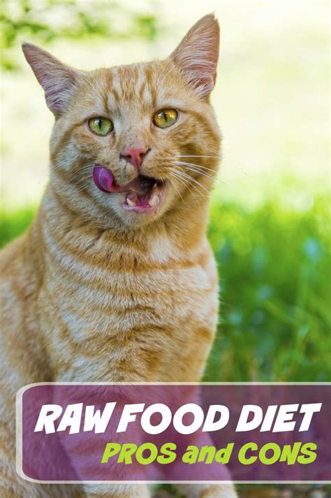 Raw Food Diet For Cats What Are The Pros And Cons Cat Nutrition
