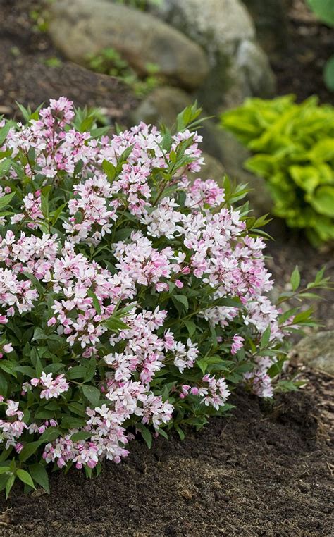 Yuki Cherry Blossom Deutzia Is Our National Landscape Plant Of The Year