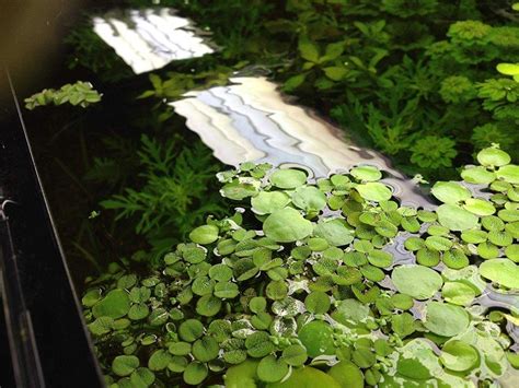 Cryptocoryne parva is one of the smallest cryptocoryne species out there. 10 Best Floating Aquarium Plants: Reviews & Care Guide ...