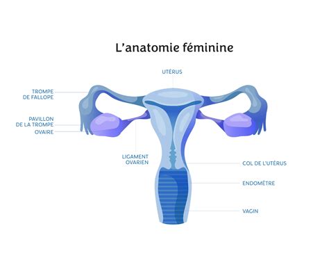 L anatomie féminine Intimy
