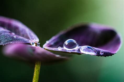 Free Images Water Nature Drop Dew Leaf Flower Purple Petal
